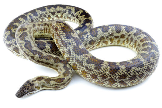 Breeding and Care of Spotted Pythons (Antaresia Maculosa)