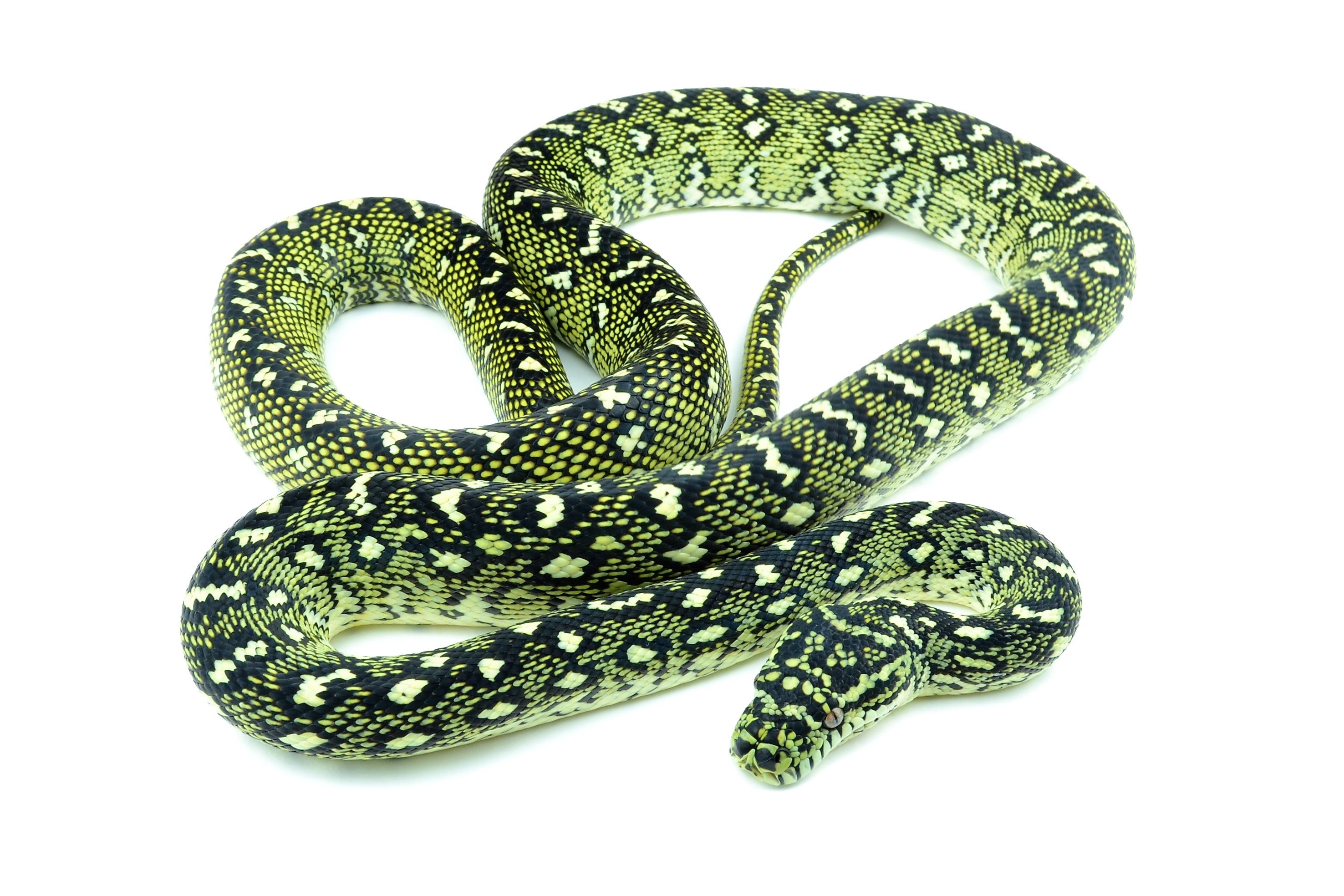 Breeding and Care of Diamond Pythons (Morelia spilota spilota) – Fuzzy ...