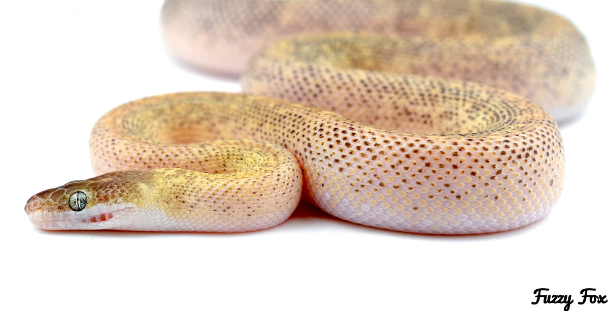 Breeding and Care of Children's Pythons (Antaresia Childreni) – Fuzzy ...