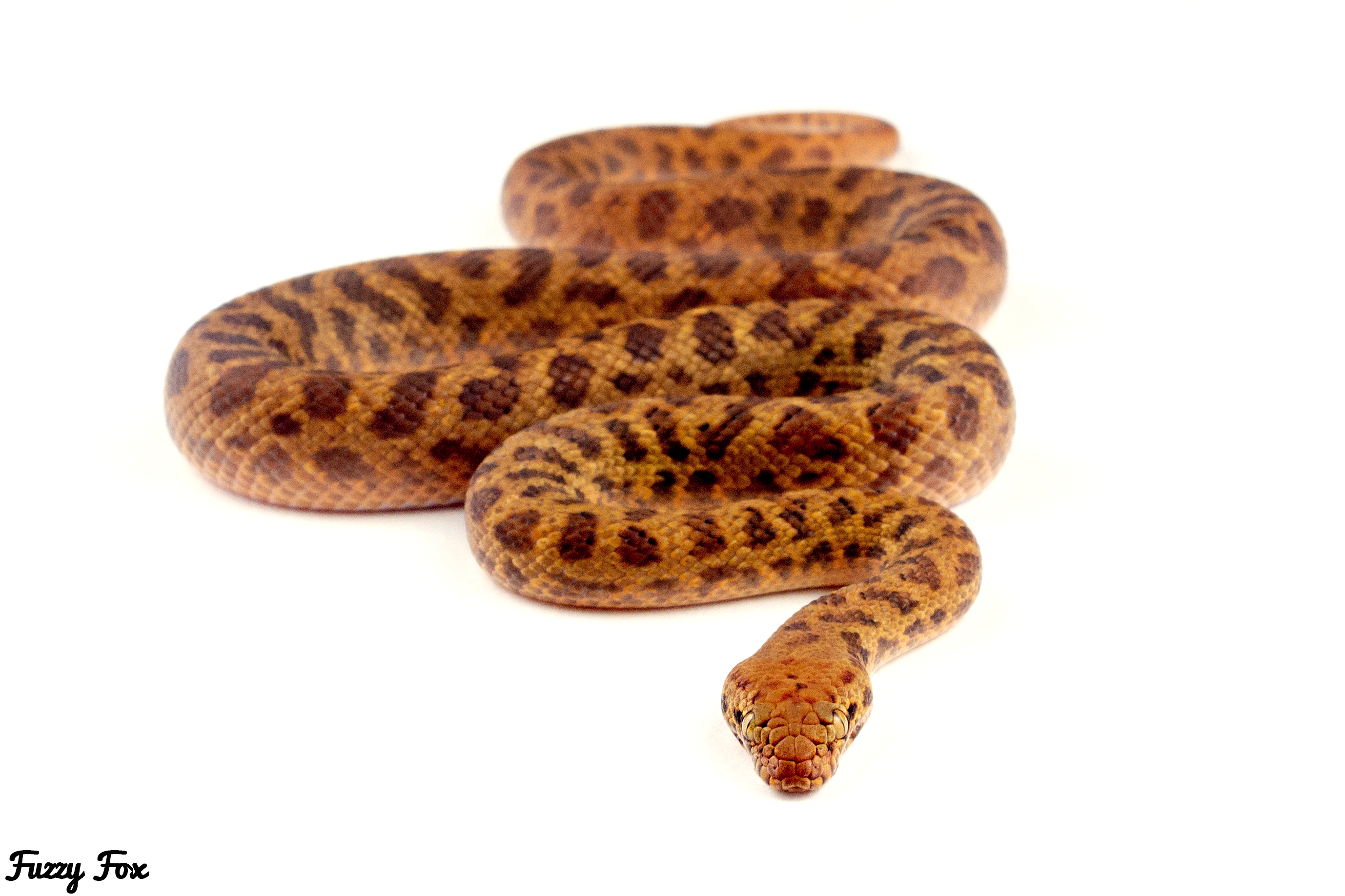 Breeding and Care of Pygmy Pythons (Antaresia perthensis) – Fuzzy Fox ...