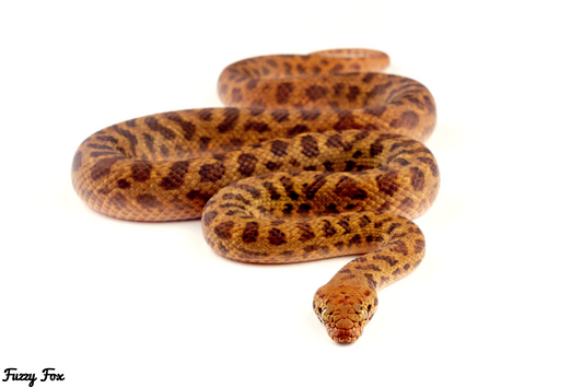 Breeding and Care of Pygmy Pythons (Antaresia perthensis)