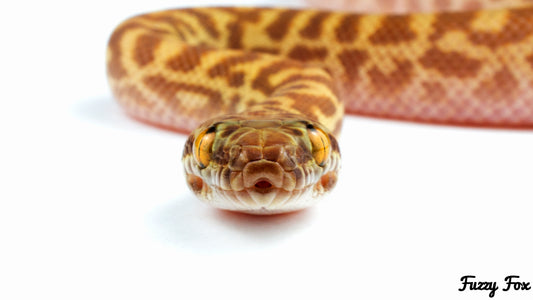 Breeding and Care of Stimson Pythons (Antaresia stimsoni)