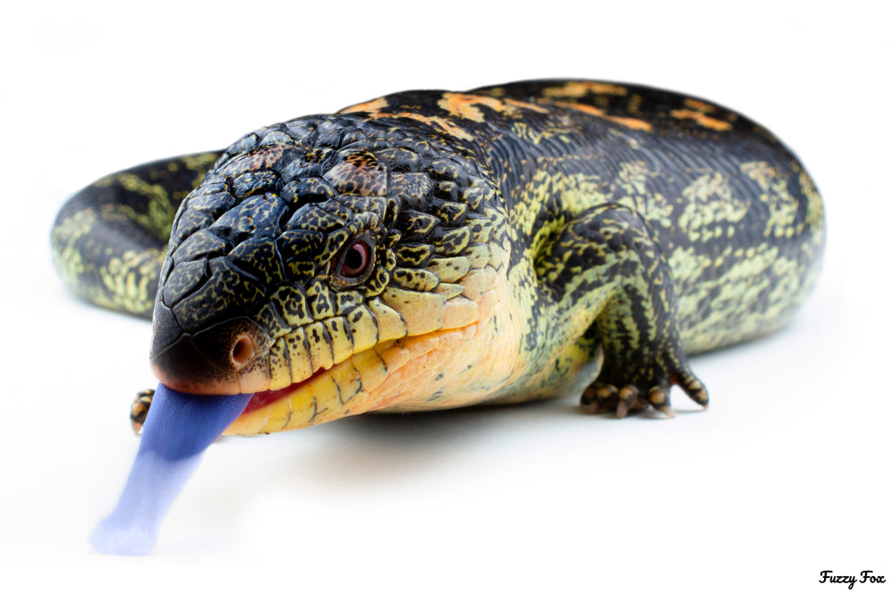 Breeding and care of blue-tongues and shinglebacks