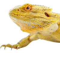 Reptiles & amphibians