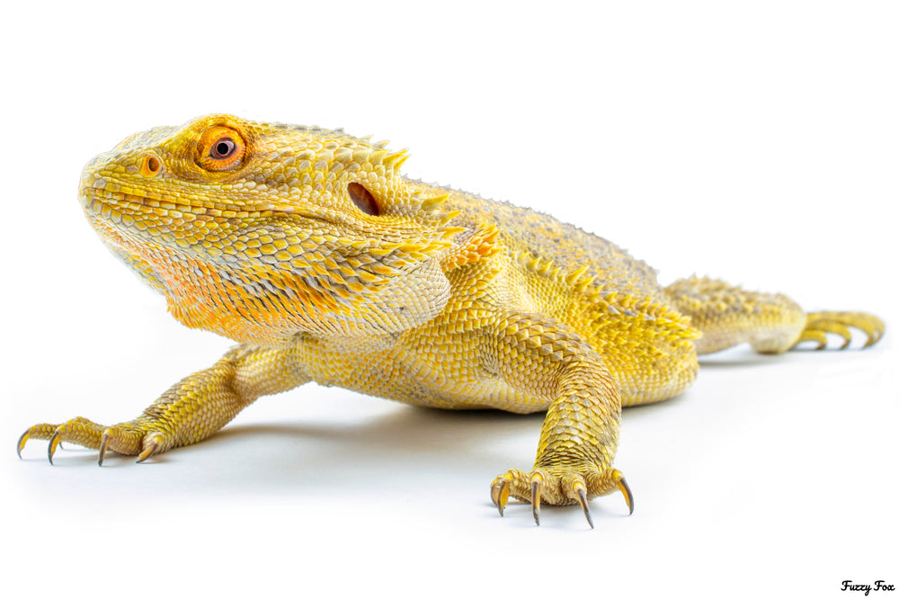 Breeding and care of bearded dragons
