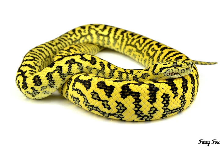 Breeding and care of jungle pythons