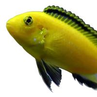 Fish & axolotls