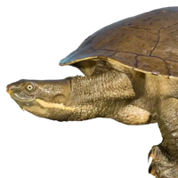 Turtles