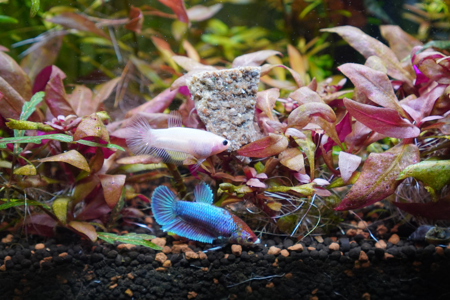 Buy Fish Insectivore Mix